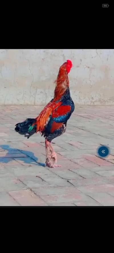 Turkish hint male bhot mazbot