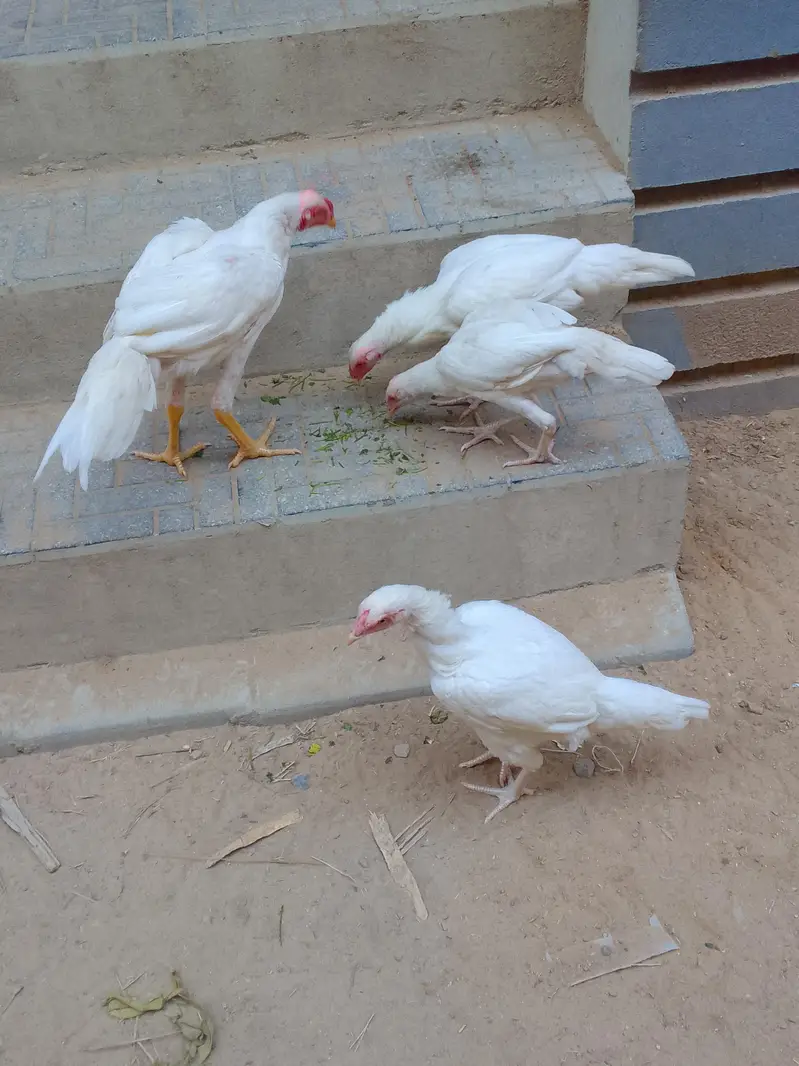 4 aseel heera breed — photo 2