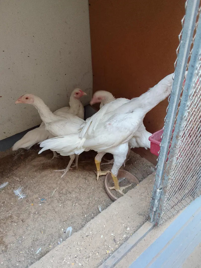 4 aseel heera breed — photo 3