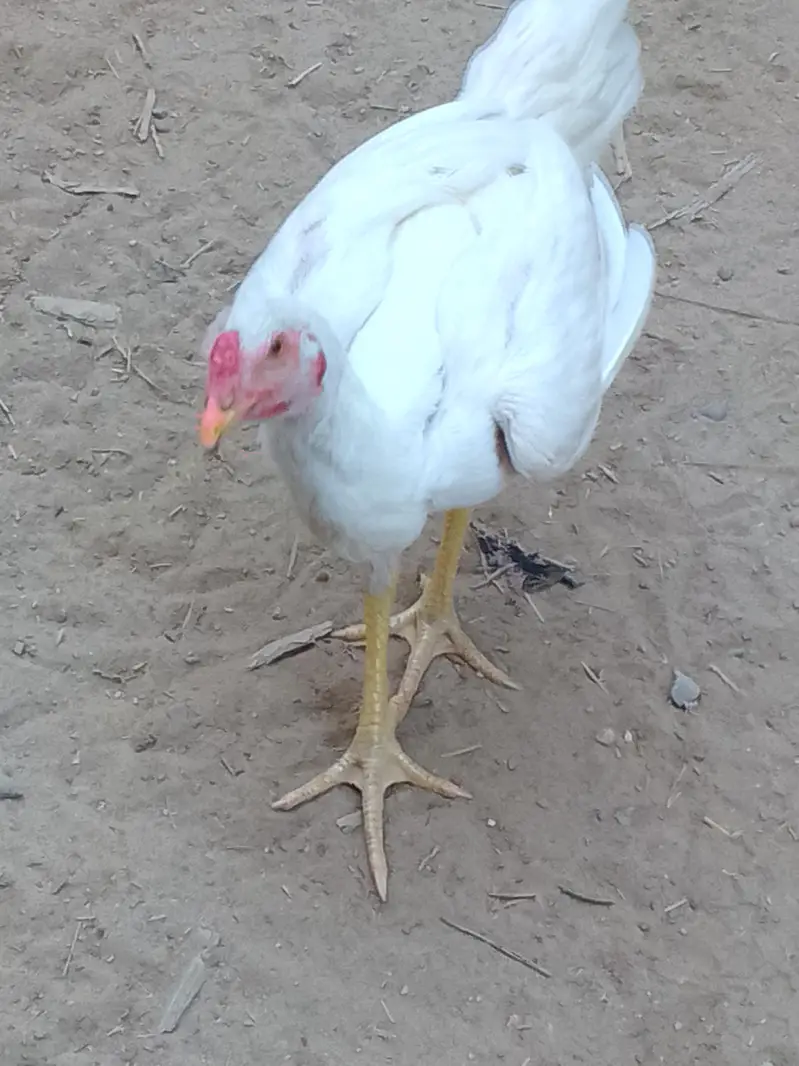 4 aseel heera breed — photo 4