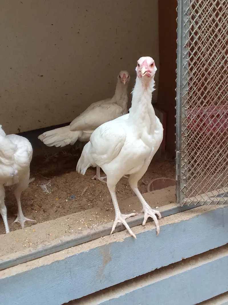 4 aseel heera breed — photo 5