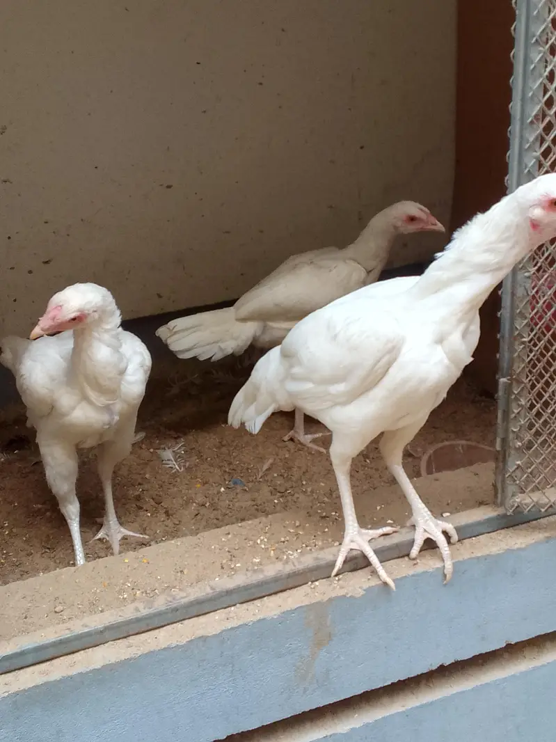 4 aseel heera breed — photo 6