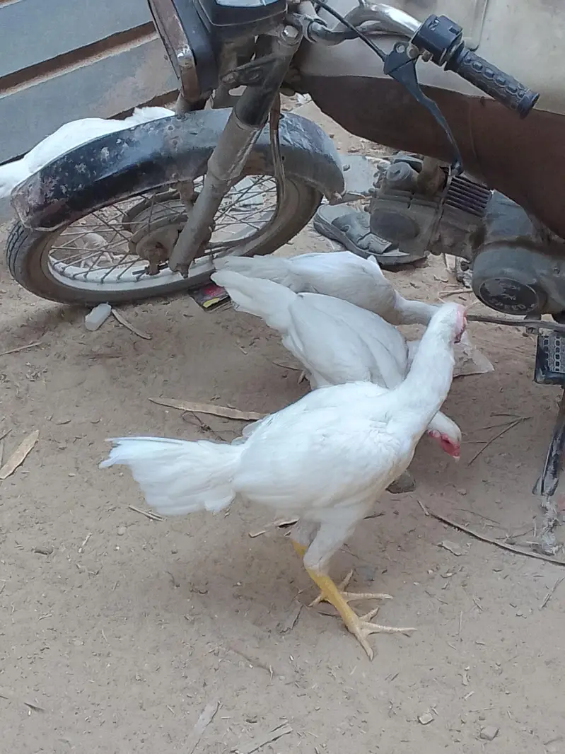 4 aseel heera breed — photo 7