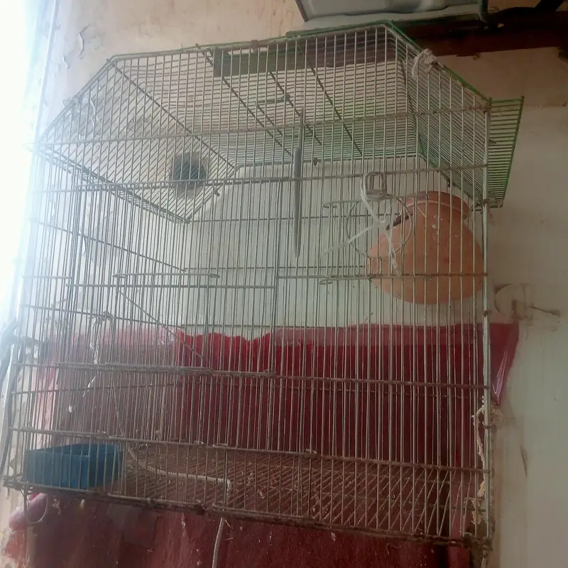 cages — photo 2