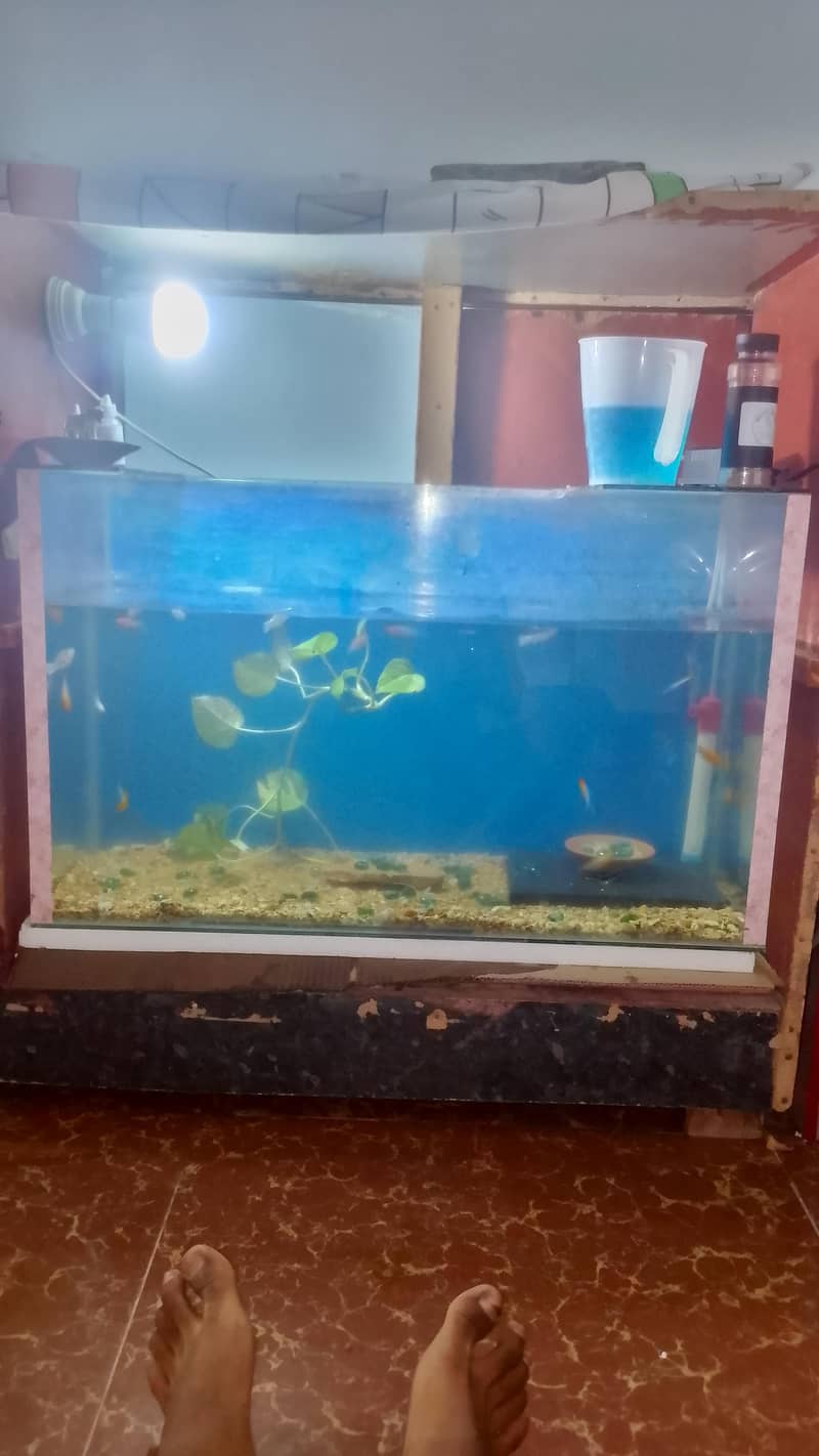 aquarium 1