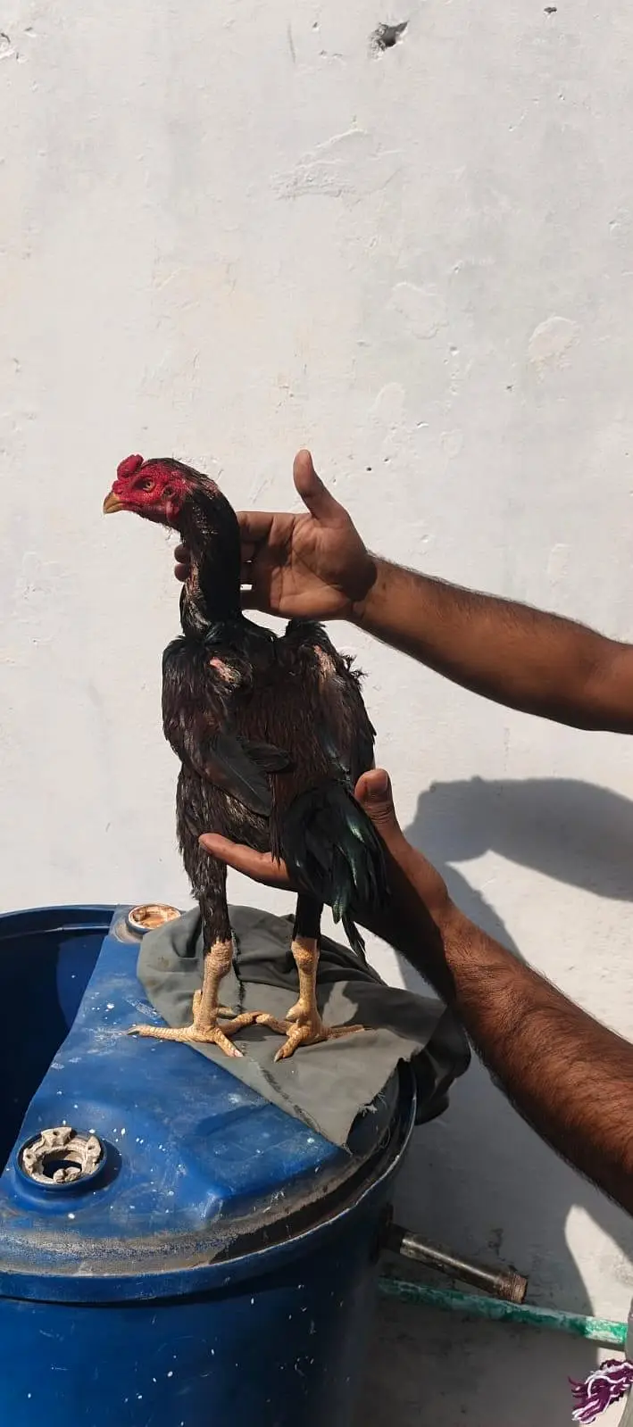 Premium Pakoia patha – Healthy & Active | Rs. 16000 03247087848 — photo 2