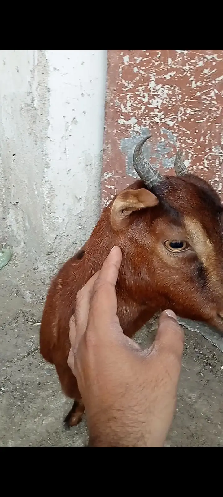 Kodu Size Teddi Bakri kheeri — photo 2