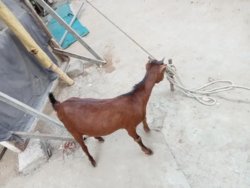 Kodu Size Teddi Bakri kheeri — photo 3
