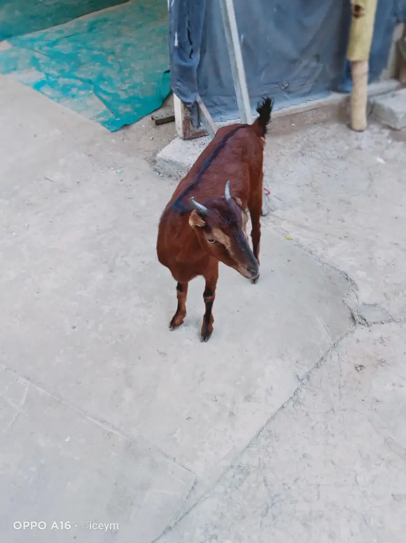Kodu Size Teddi Bakri kheeri — photo 4