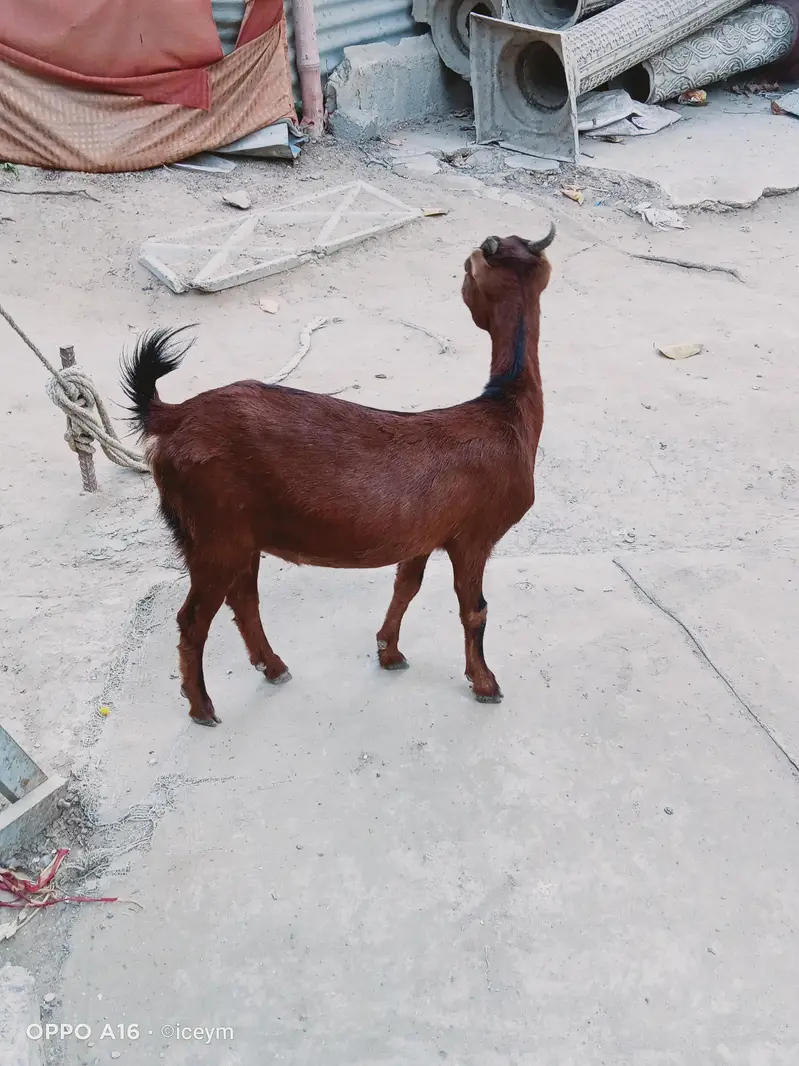 Kodu Size Teddi Bakri kheeri — photo 5