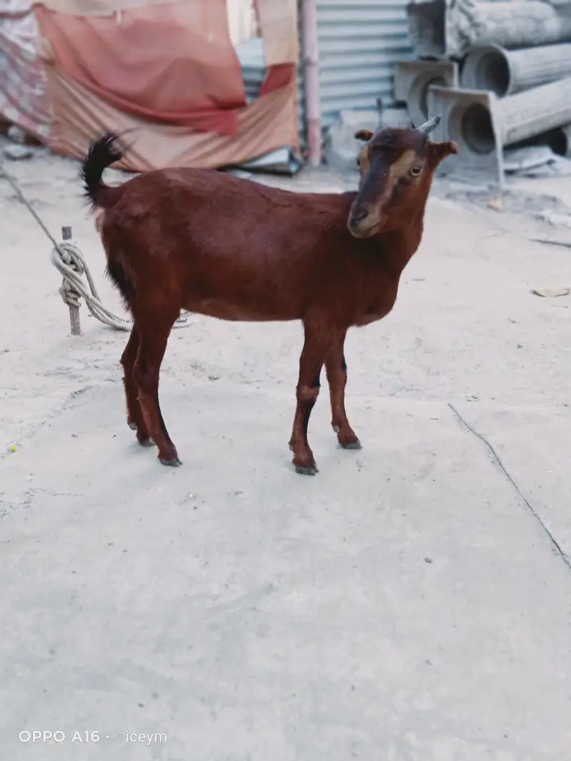 Kodu Size Teddi Bakri kheeri — photo 6