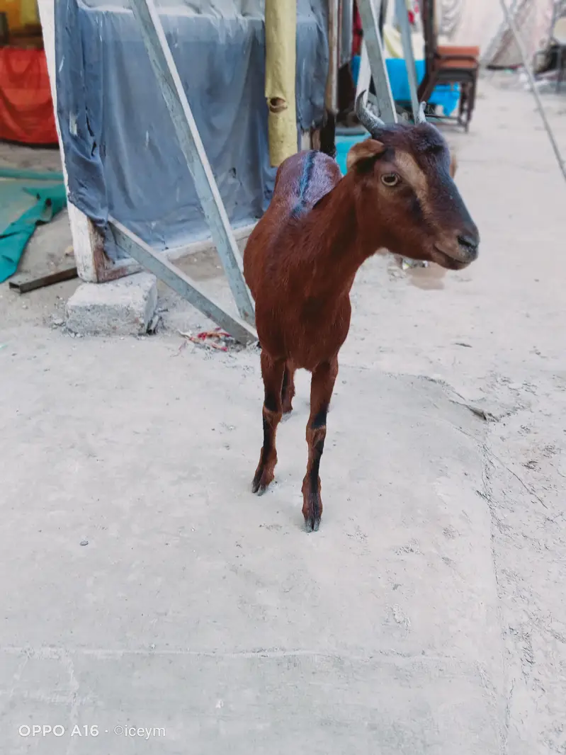 Kodu Size Teddi Bakri kheeri — photo 7