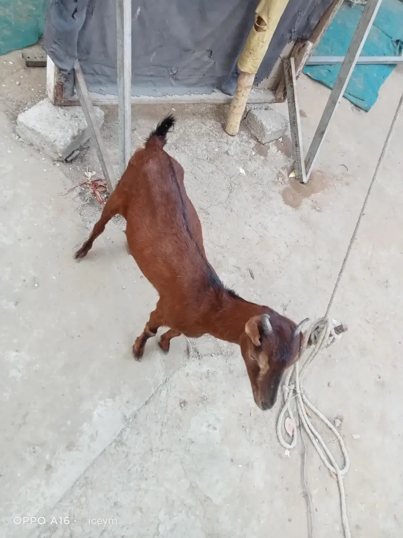 Kodu Size Teddi Bakri kheeri — photo 8