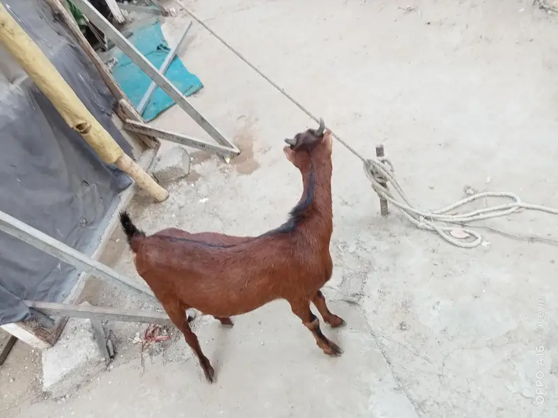 Kodu Size Teddi Bakri kheeri — photo 9