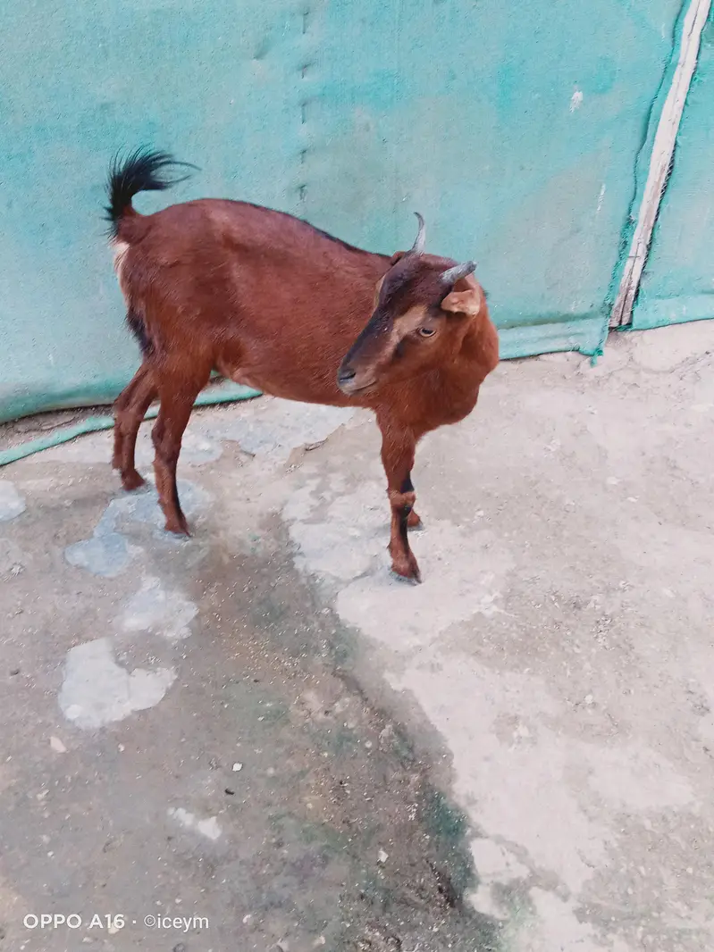 Kodu Size Teddi Bakri kheeri — photo 10