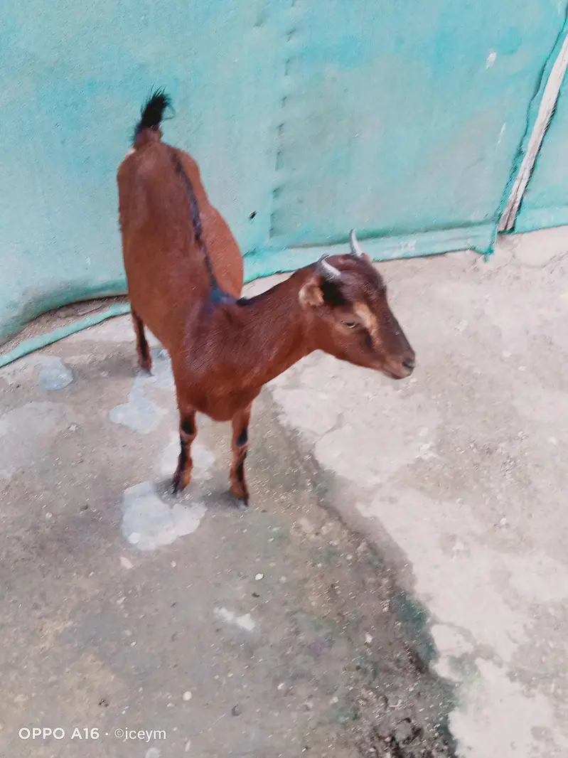 Kodu Size Teddi Bakri kheeri — photo 11