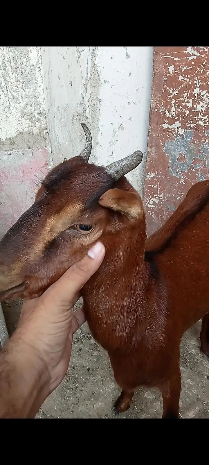 Kodu Size Teddi Bakri kheeri — photo 12