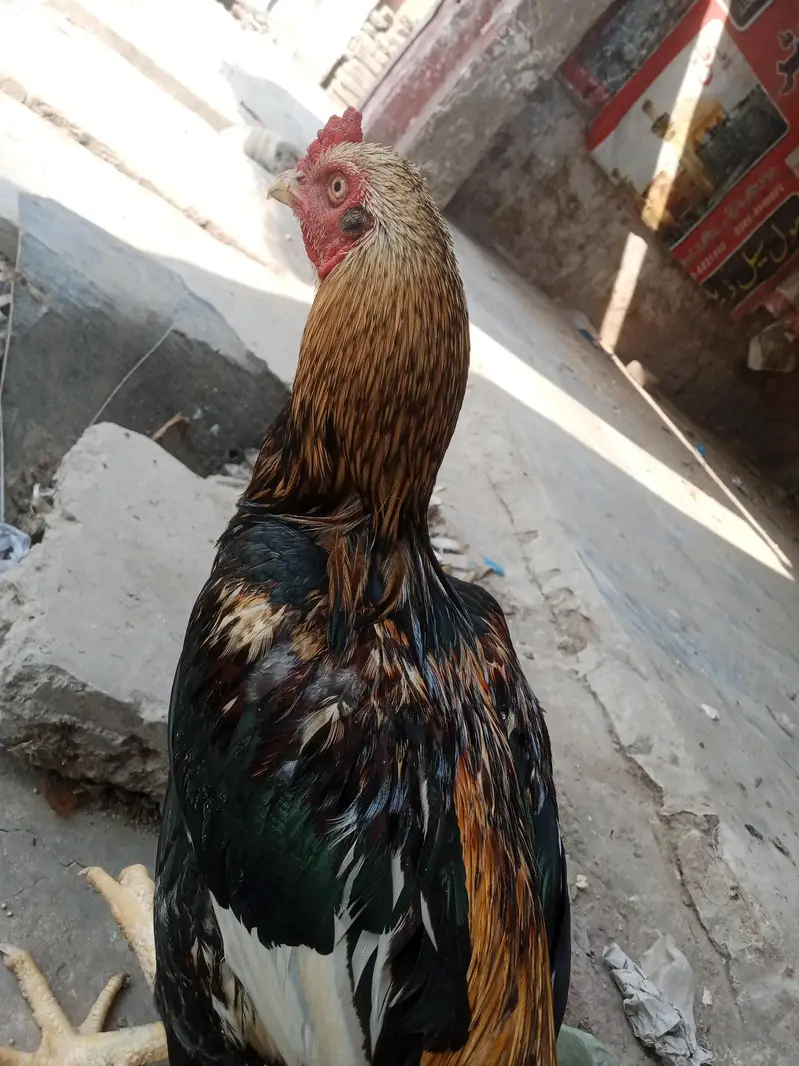 aseel murgiya(1300kg)murgy(1450kg)Whatsapp 03099822909 — photo 2
