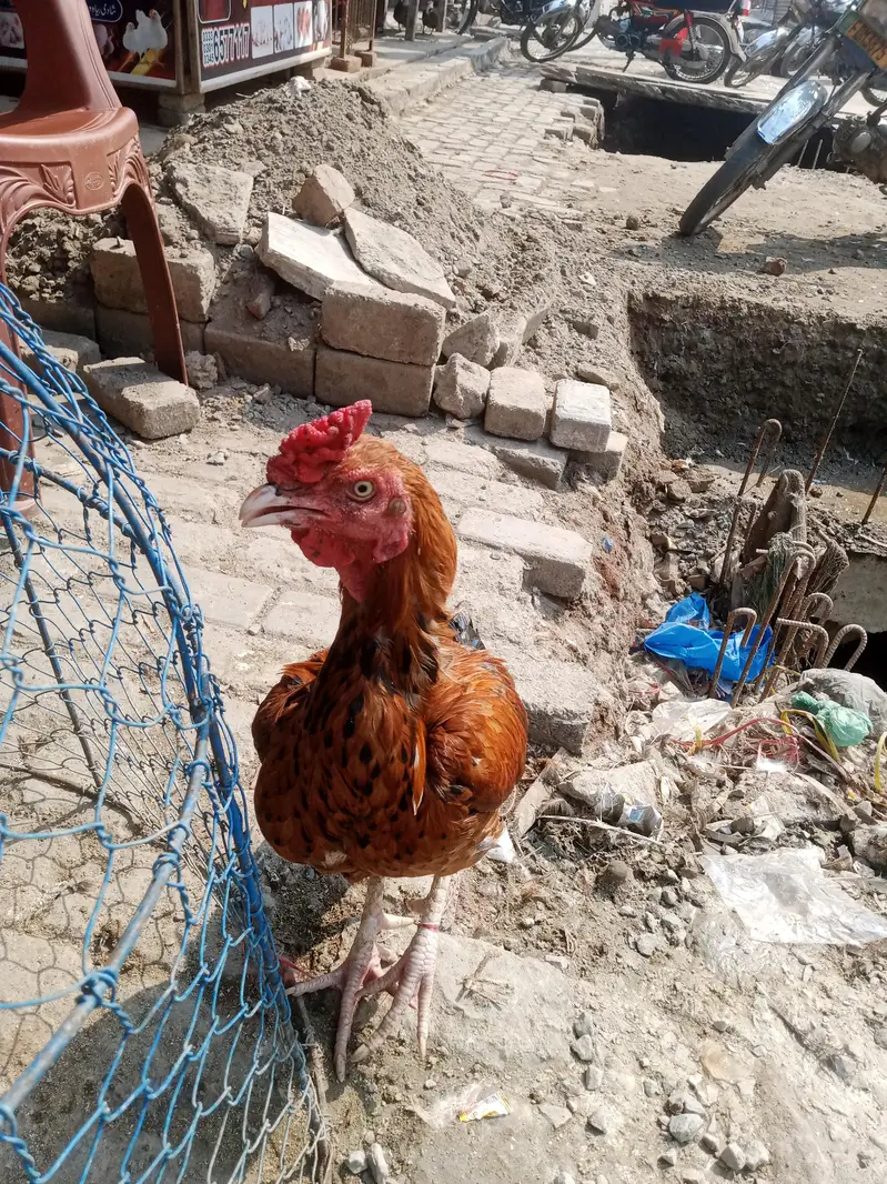 aseel murgiya(1300kg)murgy(1450kg)Whatsapp 03099822909 — photo 3
