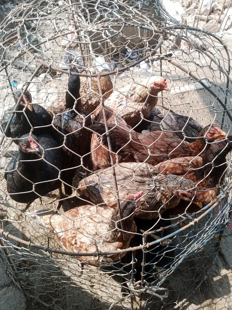 aseel murgiya(1300kg)murgy(1450kg)Whatsapp 03099822909 — photo 4