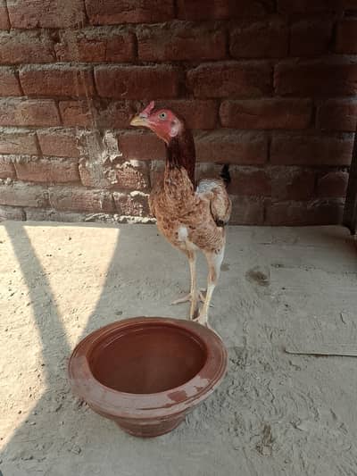 aseel hen