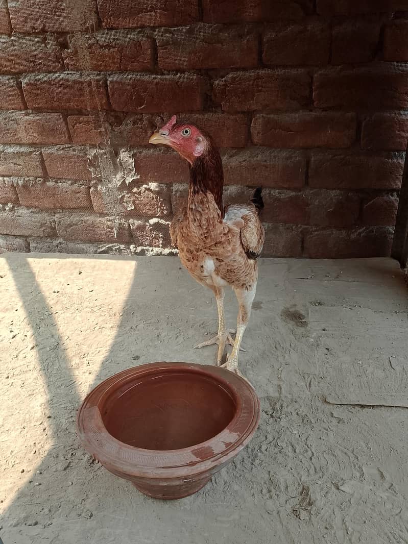 aseel hen 0