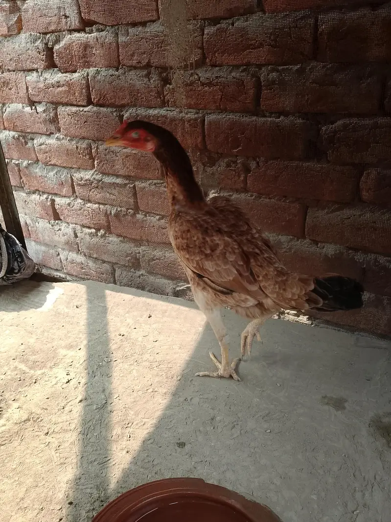 aseel hen — photo 2
