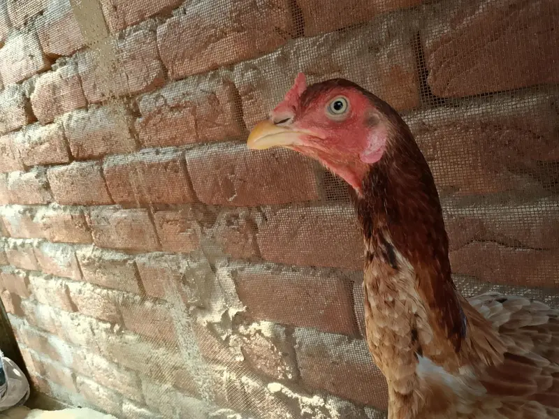 aseel hen — photo 3