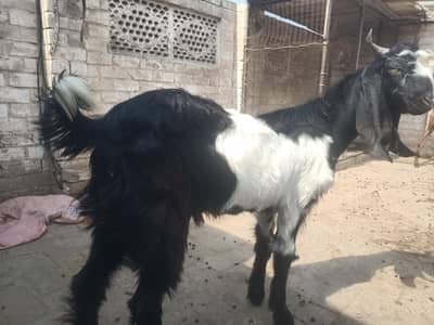 bakra