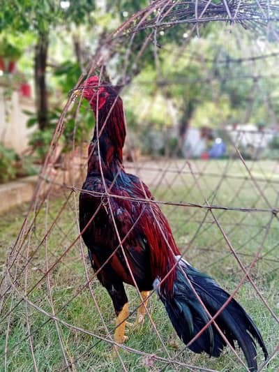 High quality lakha pair Available contact no 03179218962