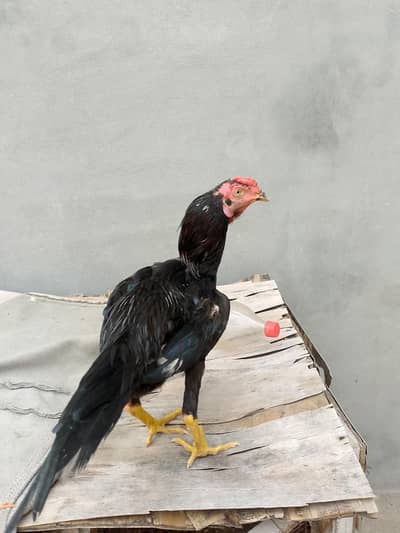sale for urgent