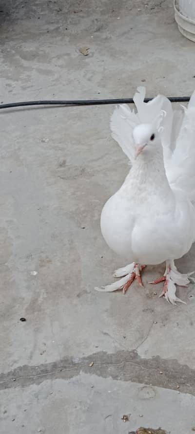 lucky breader pair with one baby urgent sale