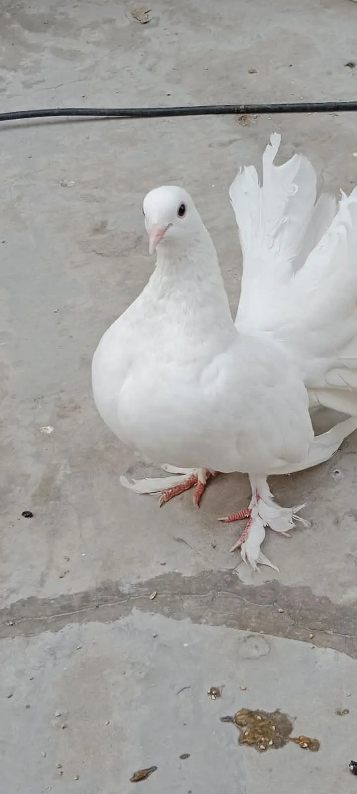 lucky breader pair with one baby urgent sale — photo 4