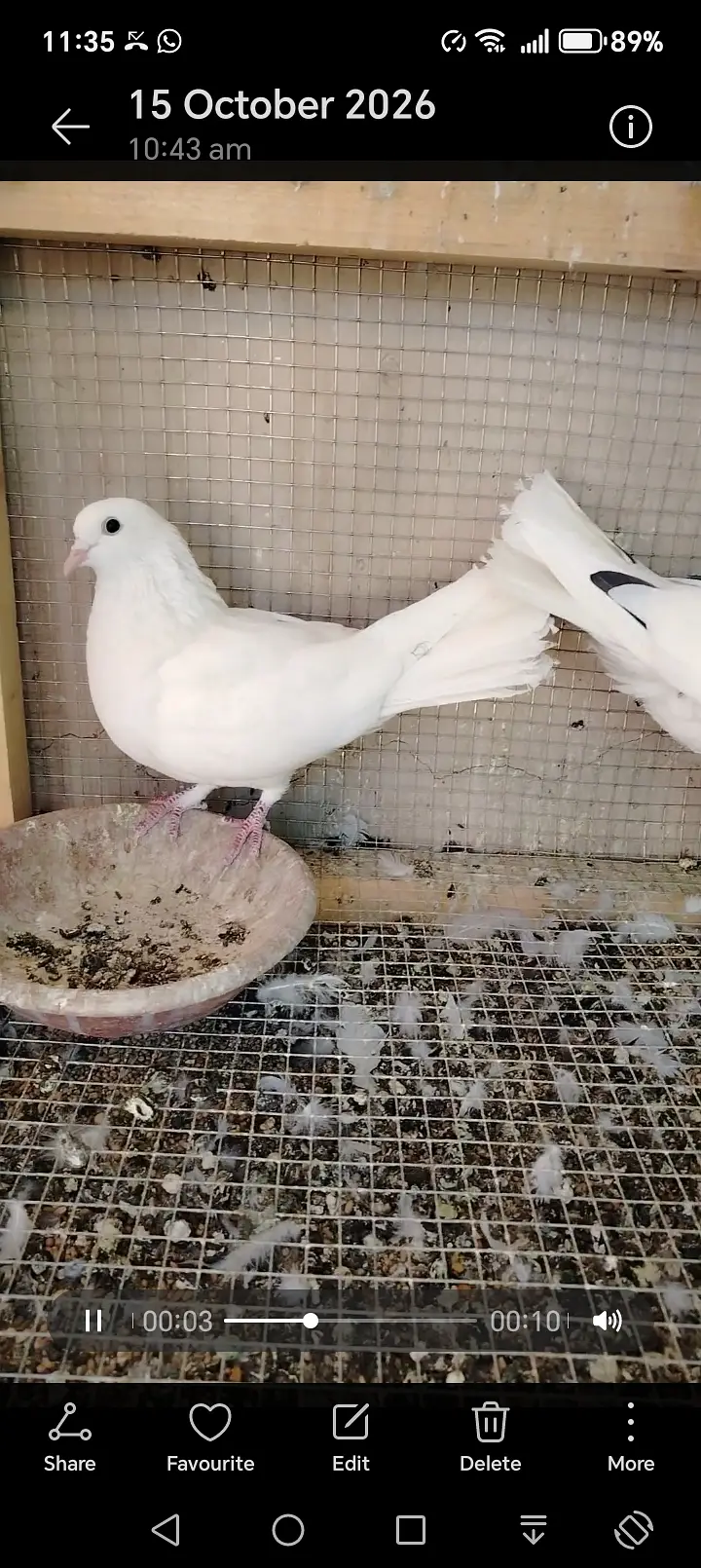 Peagon — photo 4