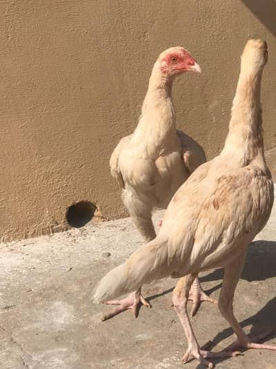 Home bread aseel chicks
