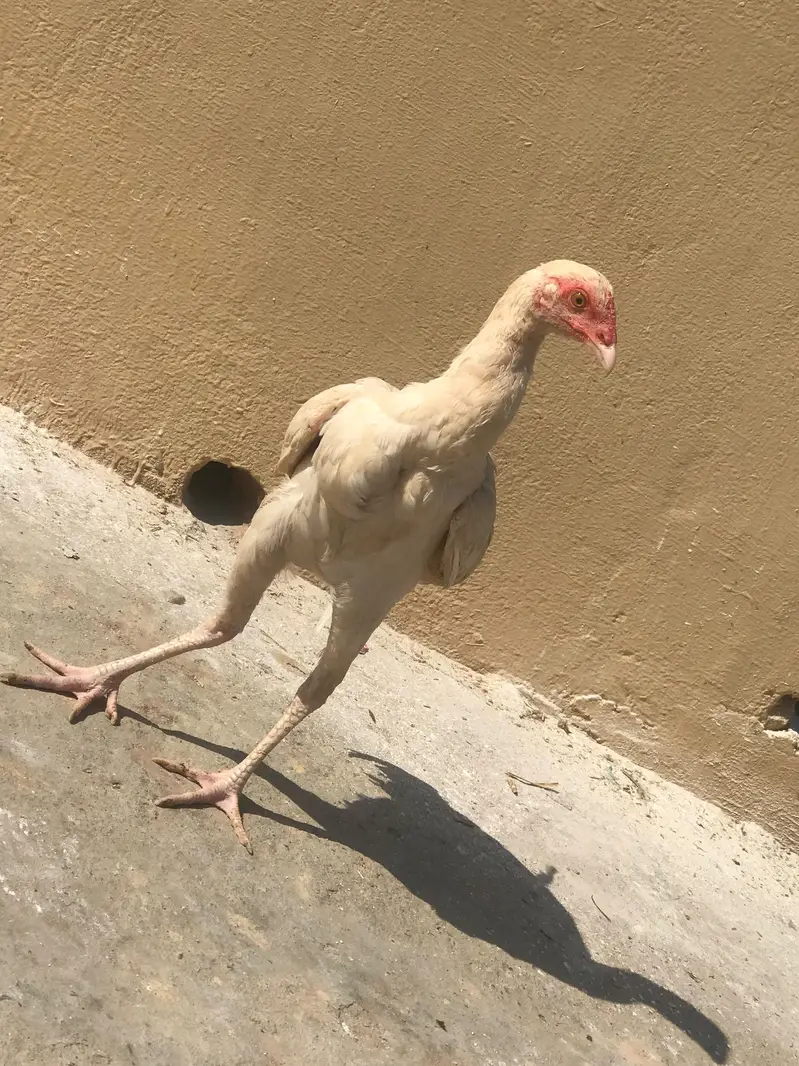 Home bread aseel chicks — photo 2