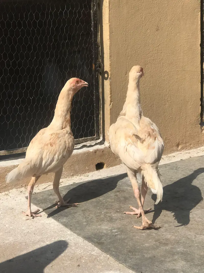 Home bread aseel chicks — photo 3