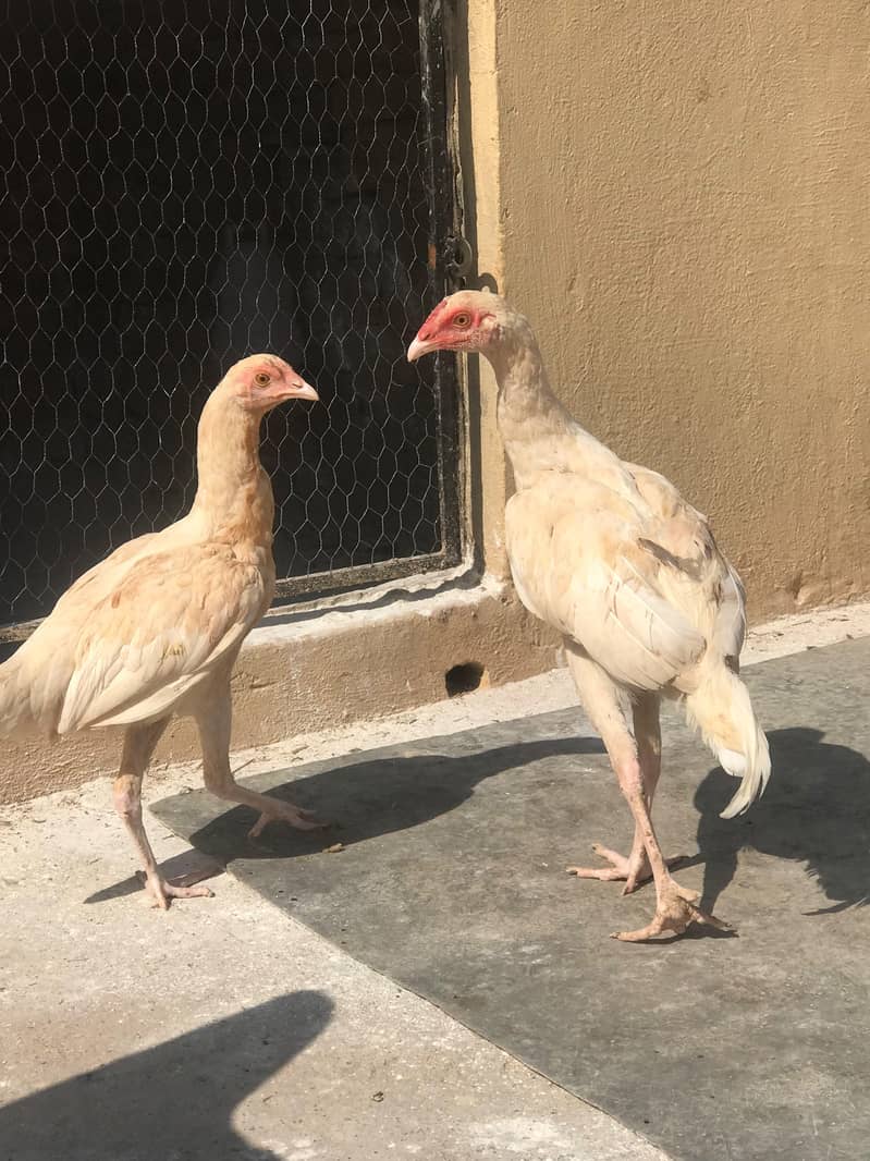 Home bread aseel chicks 3