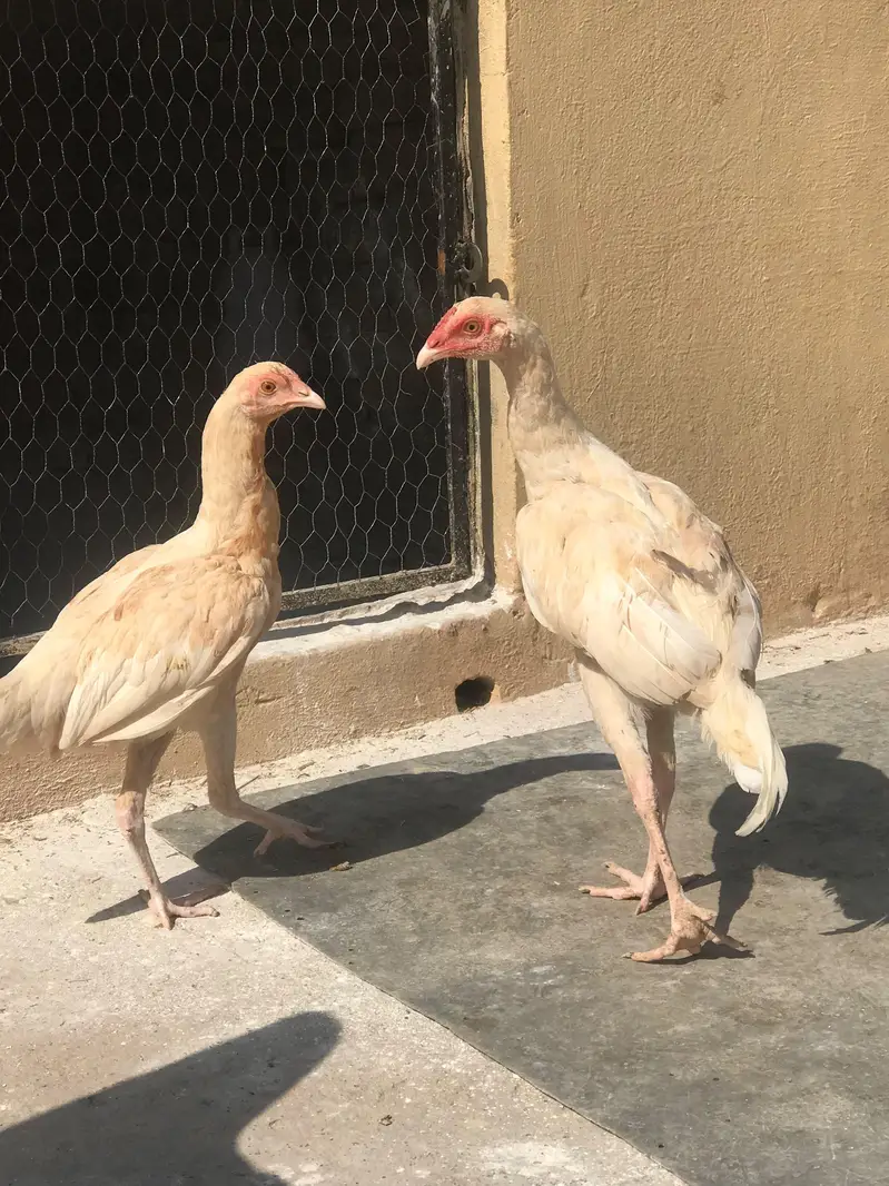 Home bread aseel chicks — photo 4