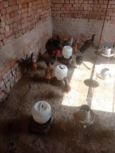 hen for sale