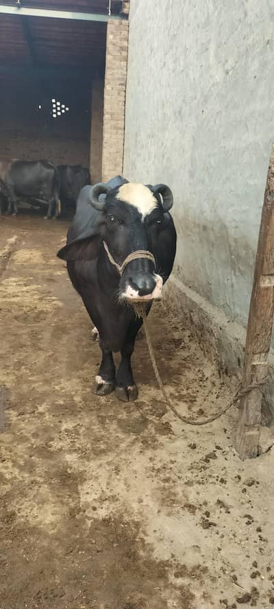 Pure Neelli Buffalo For Sale