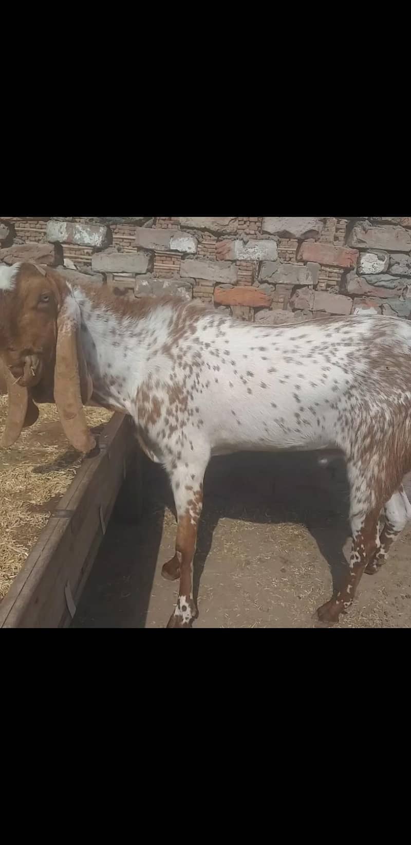 makhe cheenaa baredar 1