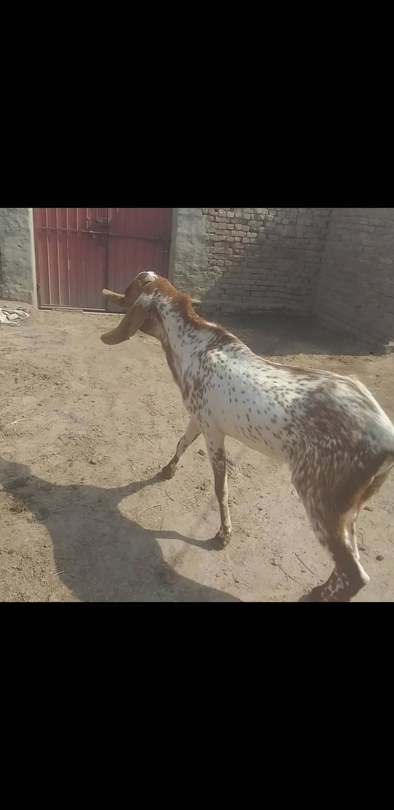 makhe cheenaa baredar 2