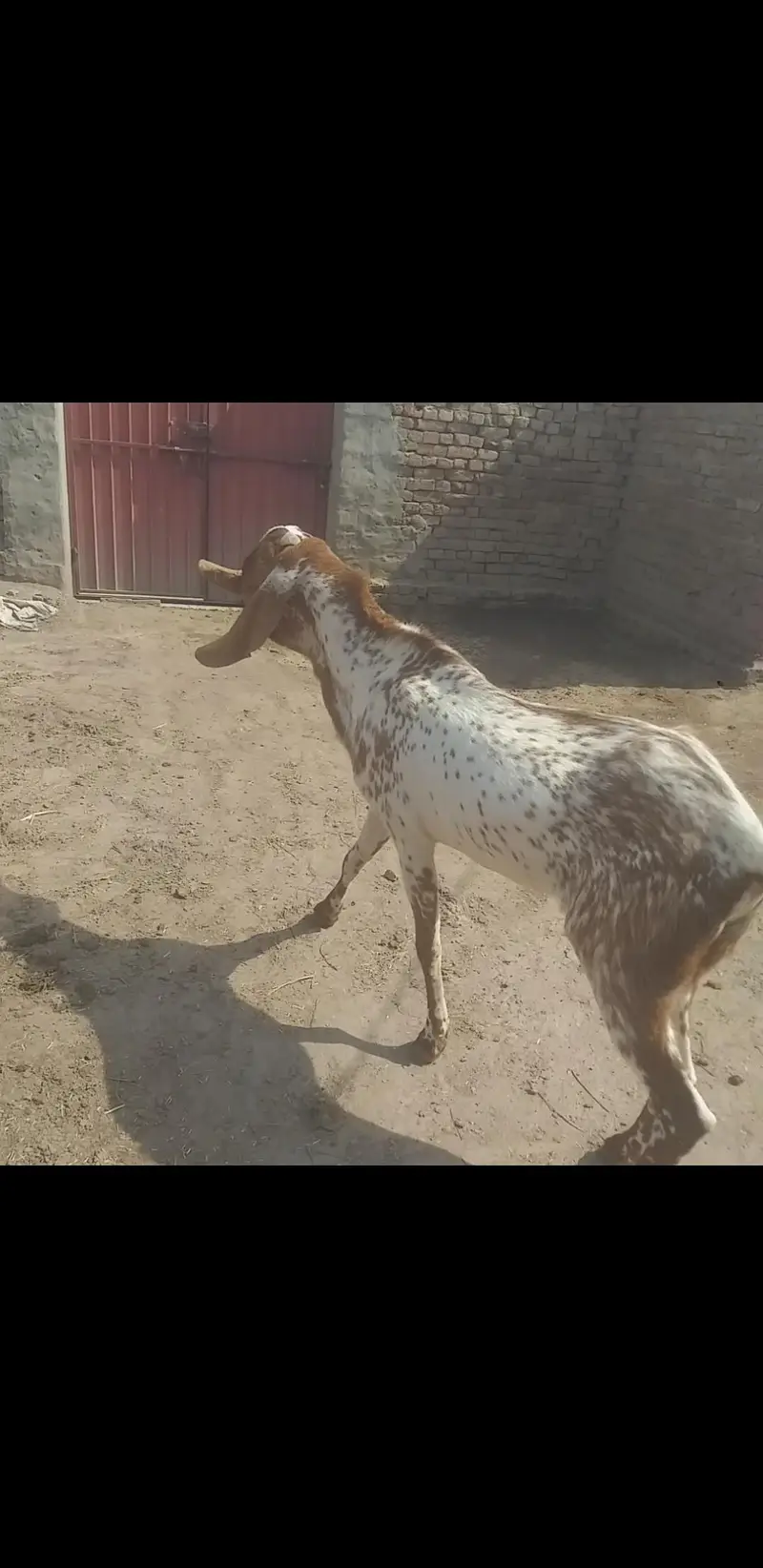 makhe cheenaa baredar — photo 3