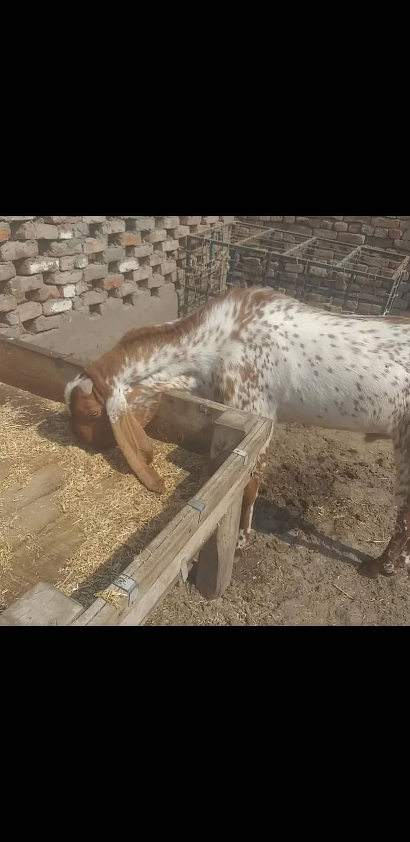 makhe cheenaa baredar 4