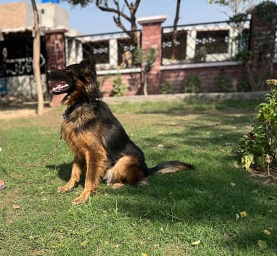 German Shepherd Long Coat / Bi-Color Male Dog for Sale