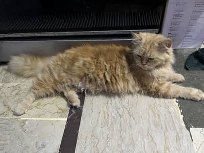 Healthy Vaccinated 3 Female Cats for Sale – 2 Persian + 1 Domestic