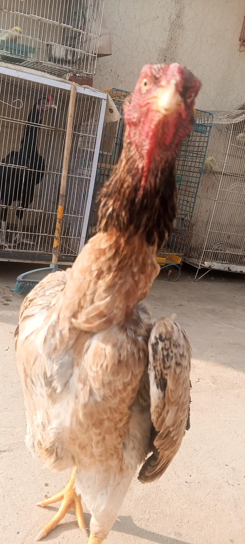 Top Quality Pure Shamo Aseel Hen Murgi Madi 03098573144 — photo 2