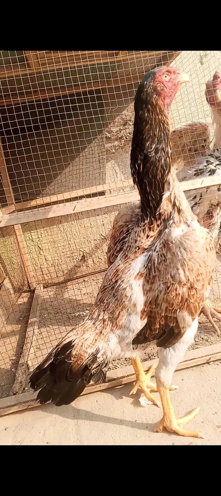 Top Quality Pure Shamo Aseel Hen Murgi Madi 03098573144 — photo 3