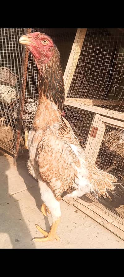 Top Quality Pure Shamo Aseel Hen Murgi Madi 03098573144